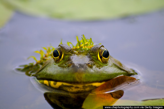 bullfrog