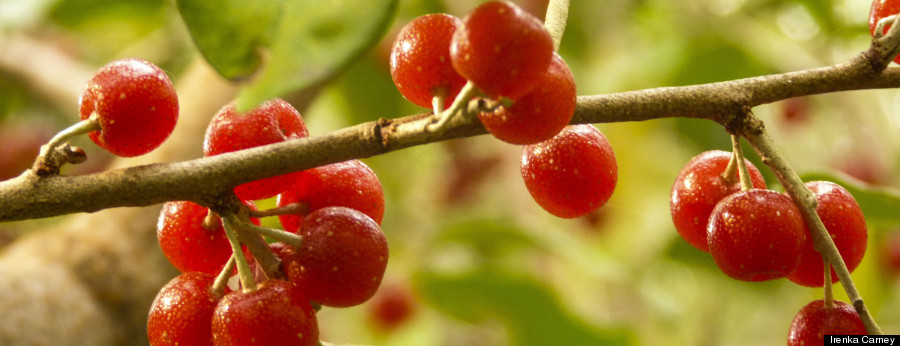 autumn berries