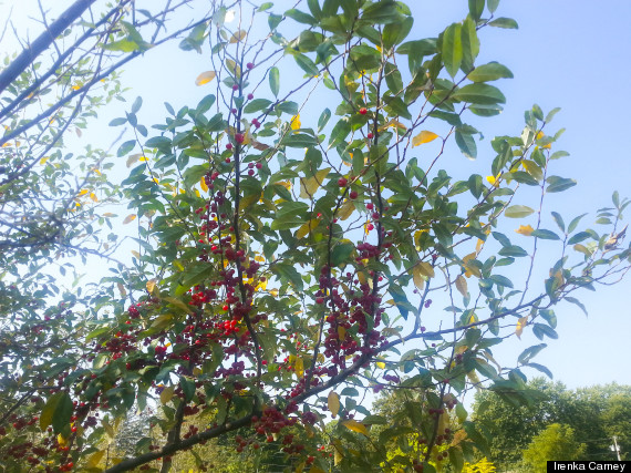 autumn berries