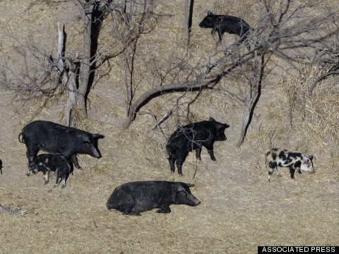 texas hogs