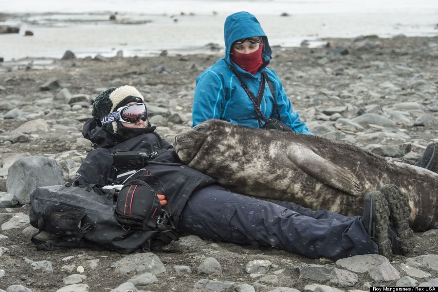 seal pup photobomb