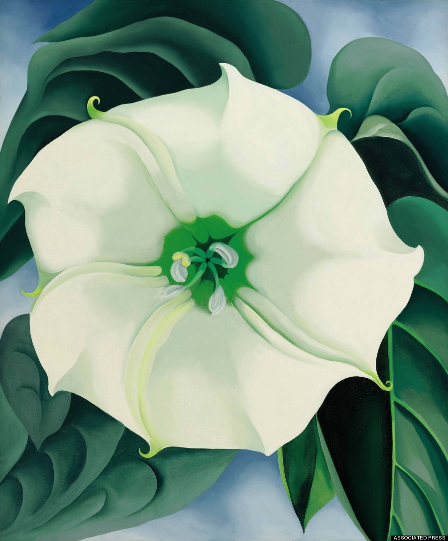 jimson weed