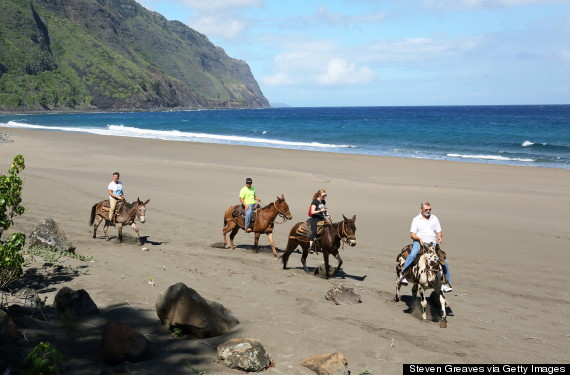 molokai mule