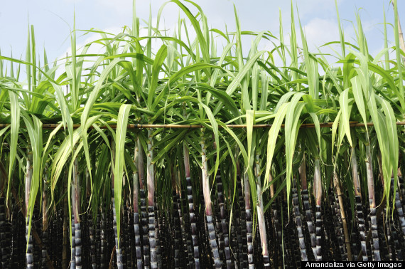 sugarcane stalks