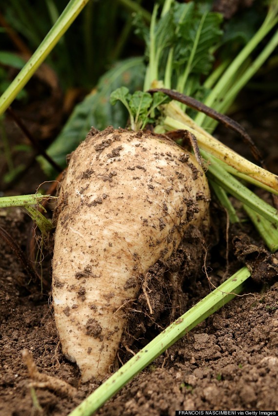 sugar beet