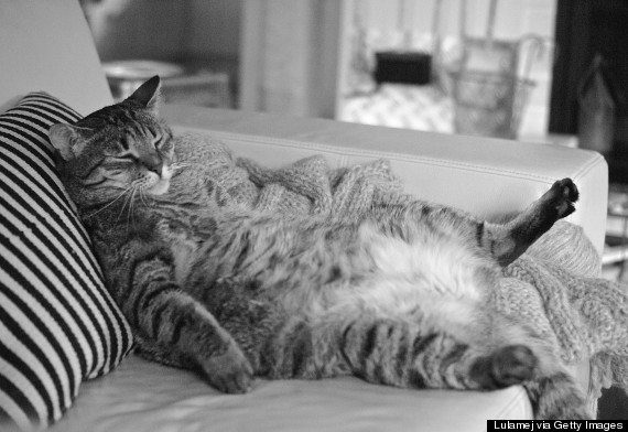 fat cat belly