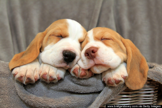 sleeping puppies