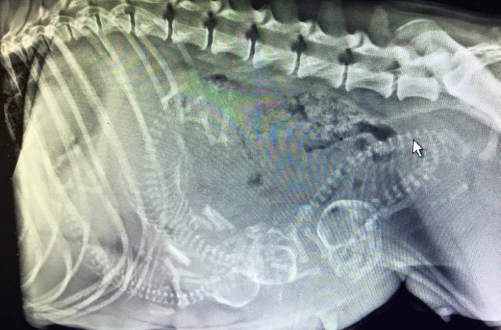 dog xray