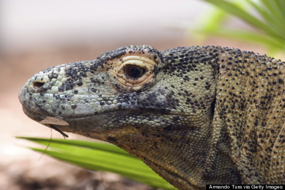 komodo dragon