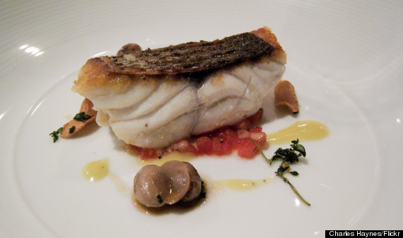 barramundi