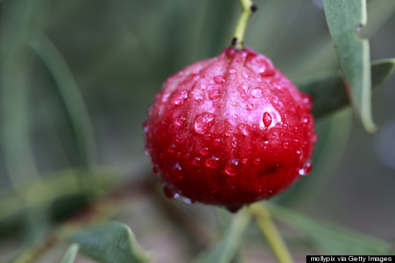 quandong