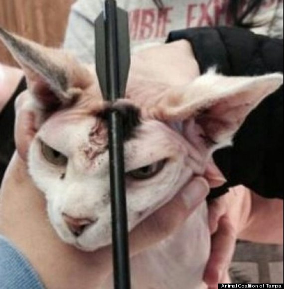 sphynx cat arrow