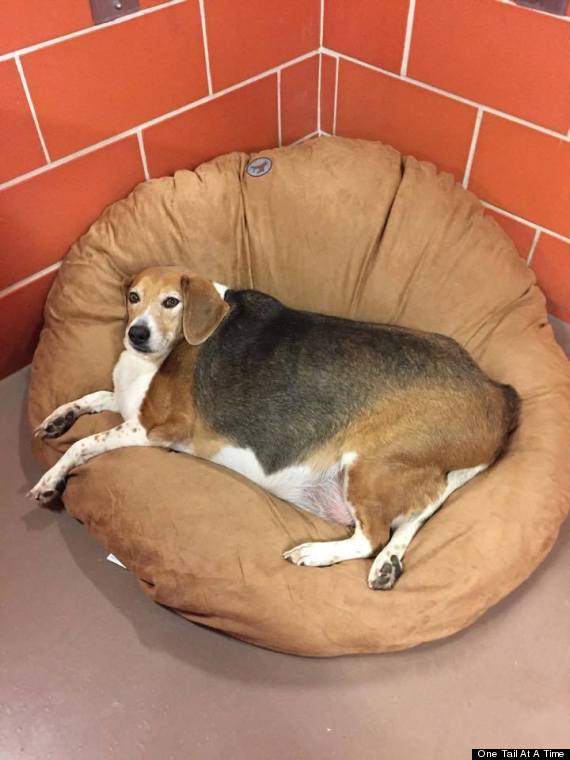 Severely Obese Beagle Named 'Kale Chips 