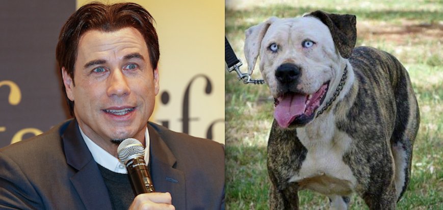 John Travolta Dog Adoption