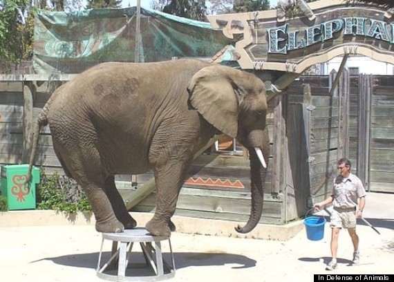 elephant worst zoos