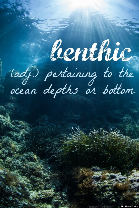 benthic