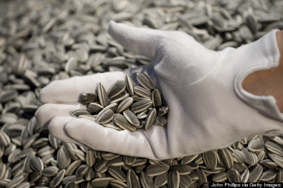 ai weiwei sunflower