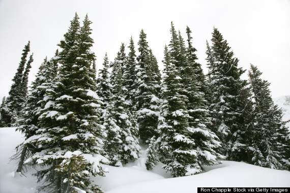 pine trees in snow