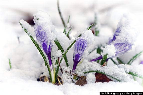 melting snow pretty