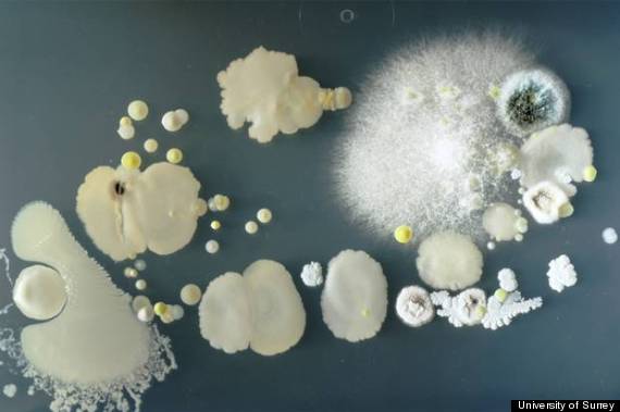 How Fithy Is Your Phone? Shocking Bacteria Study Proves You Have No ...