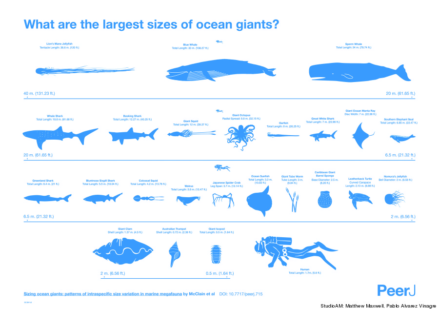 largest sea creatures
