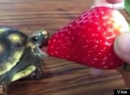 Latest videos and pictures of funny animals and cute creatures. Aww!