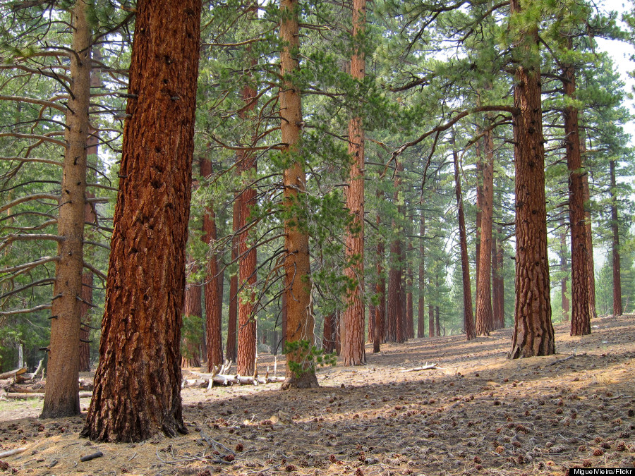 california pines tree