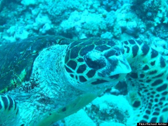 fijian turtle