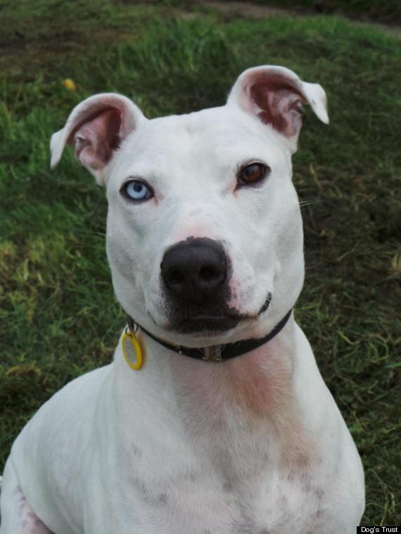 Deaf Dog With Different Coloured Eyes Deemed 'Too Ugly To Love', He's ...