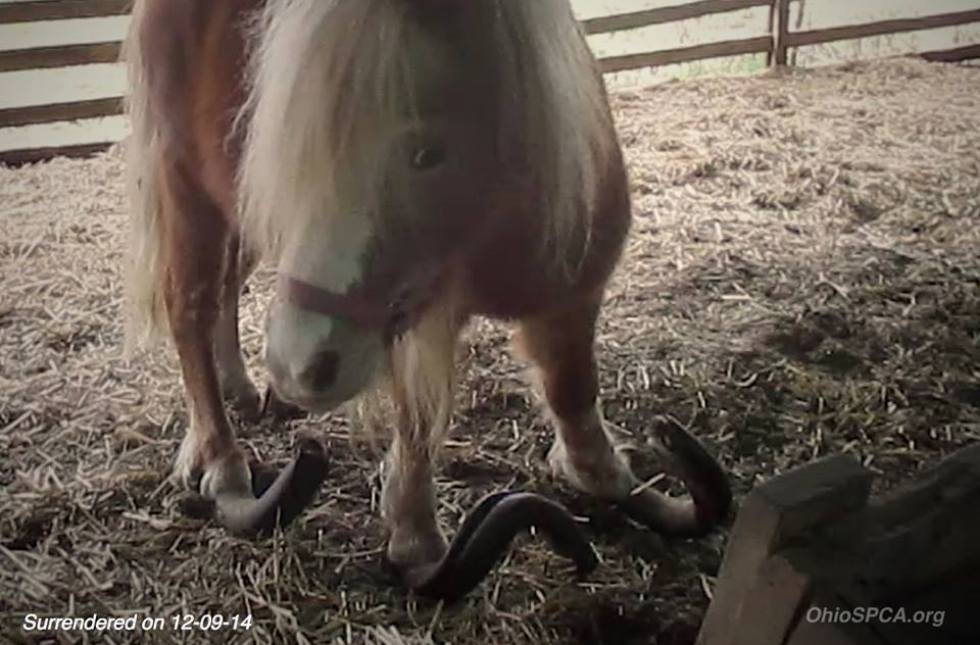 longest horse tail in the world