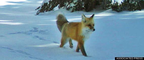 sierra nevada red fox