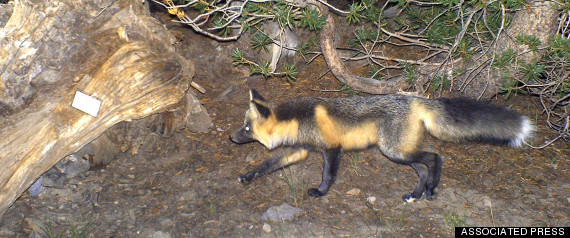 sierra nevada red fox