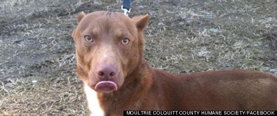 dachshund mix with pitbull