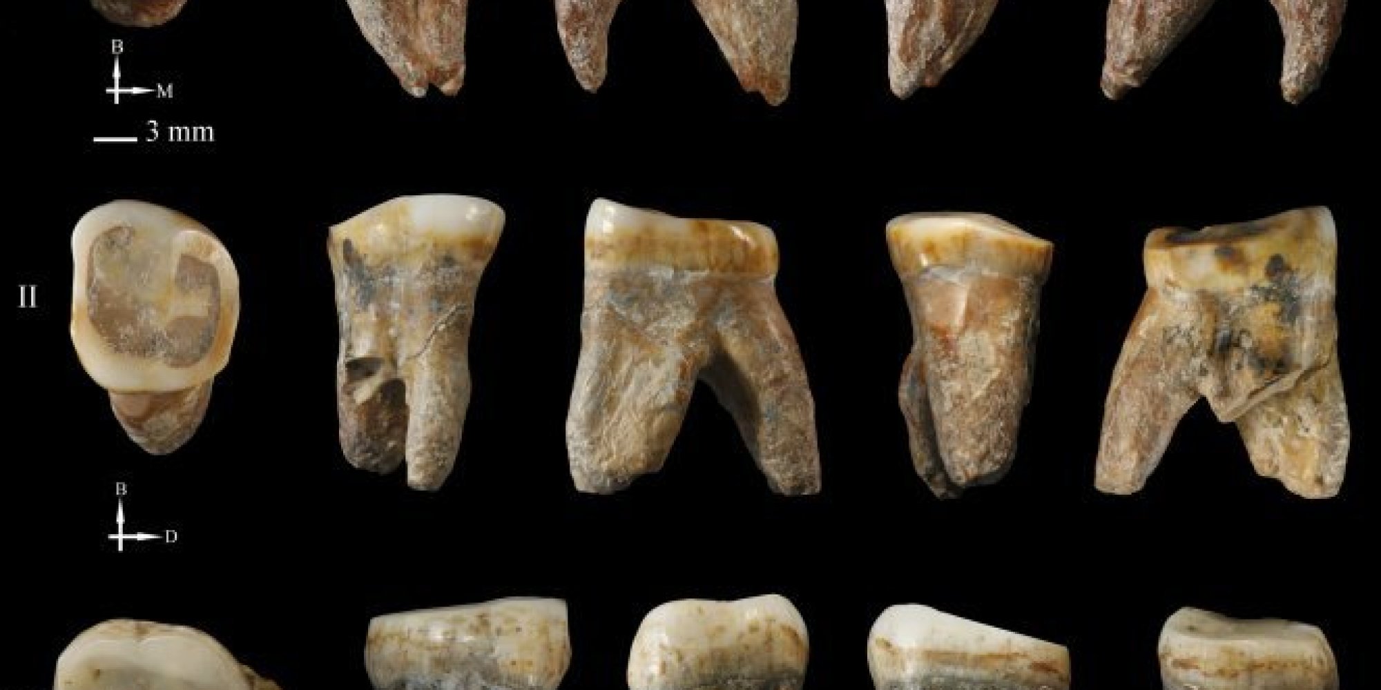 Fossils May Belong To New Primitive Human Species | HuffPost