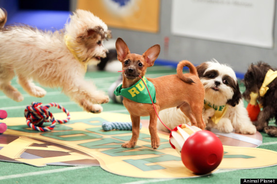 puppy bowl players