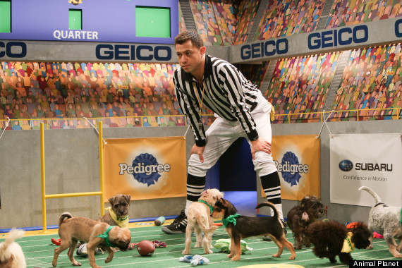 puppy bowl 2015