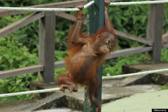 meet the orangutans