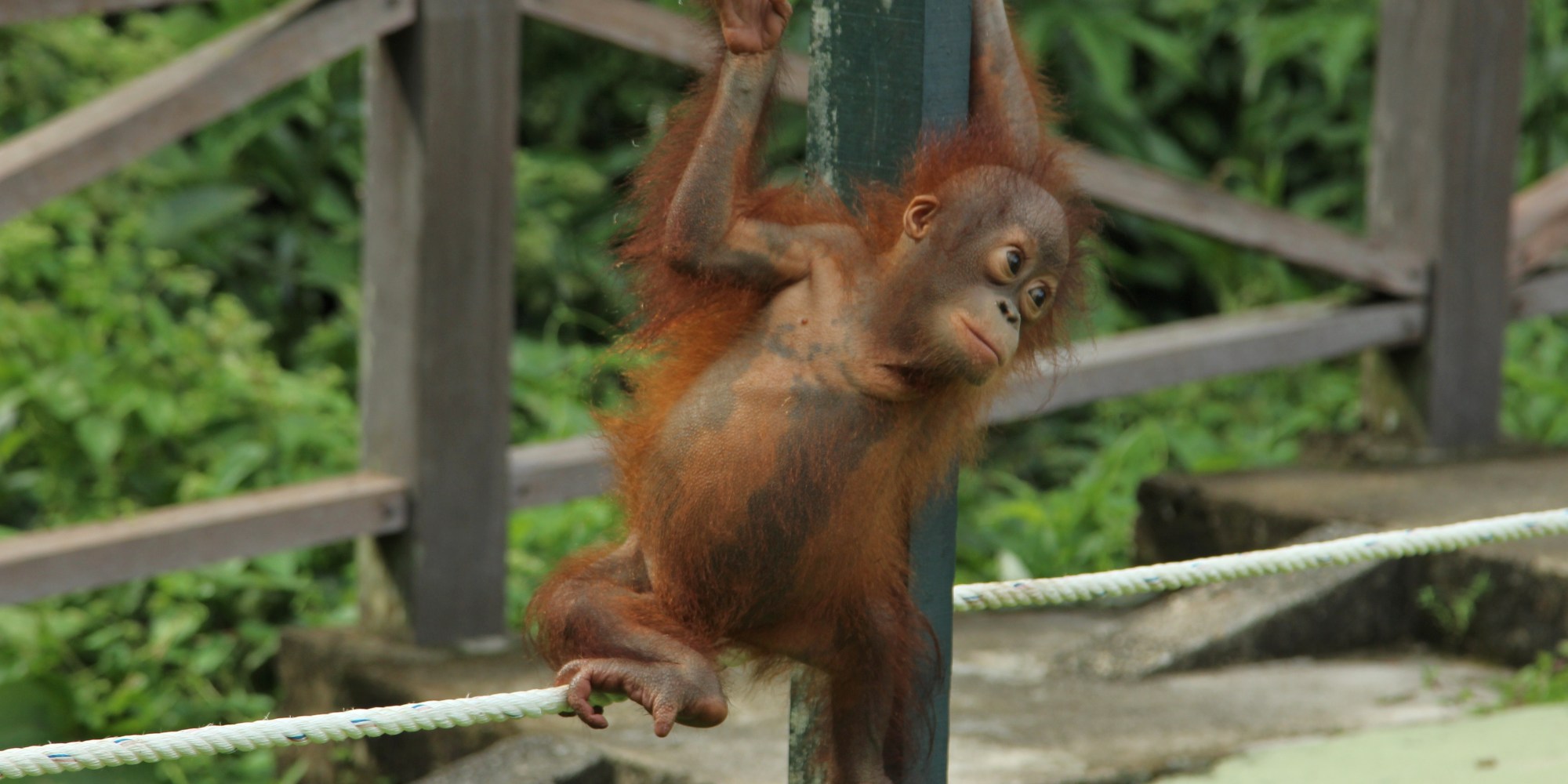 Baby Orangutan Peanut Is Too Scared To Climb, In Our Exclusive Clip ...