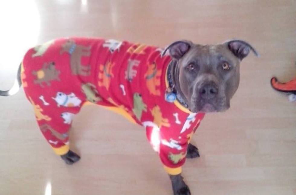 Pajamas with discount pitbulls on them