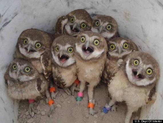 owls