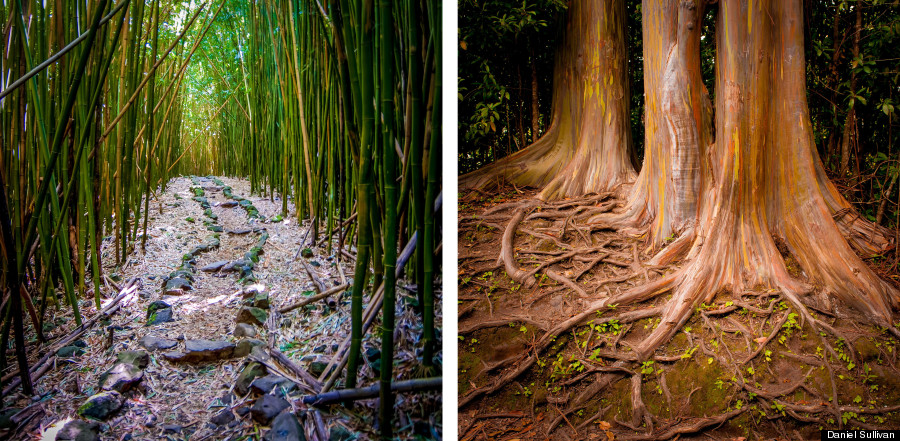 rainbow eucalyptus duo