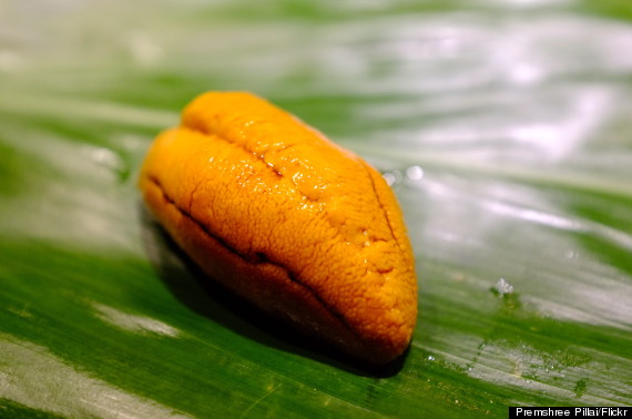 sea urchin uni