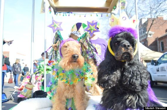 dogs on mardi gras