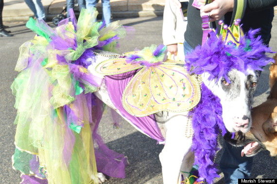 dog on mardi gras