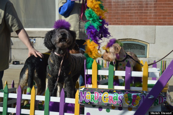 dogs on mardi gras