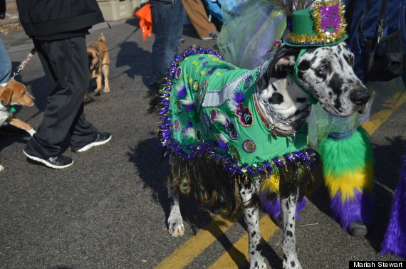 dog on mardi gras