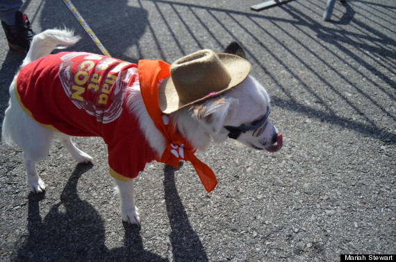 dog wearing hat