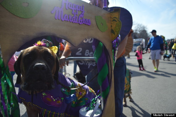 dog on mardi gras