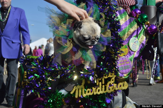 dog mardi gras