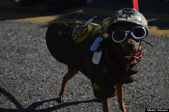 dog in costume